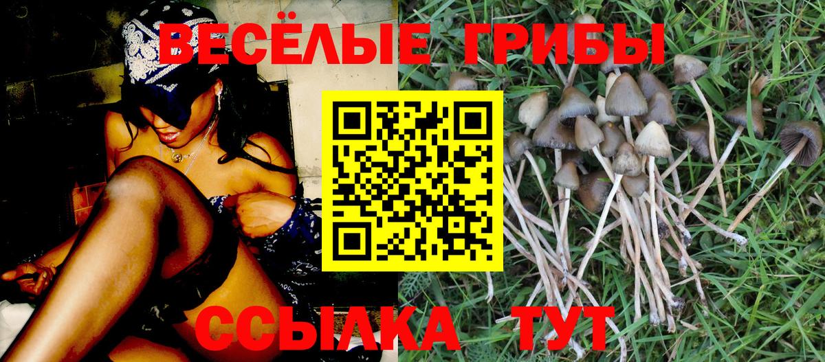Псилоцибиновые грибы Psilocybe Мичуринск