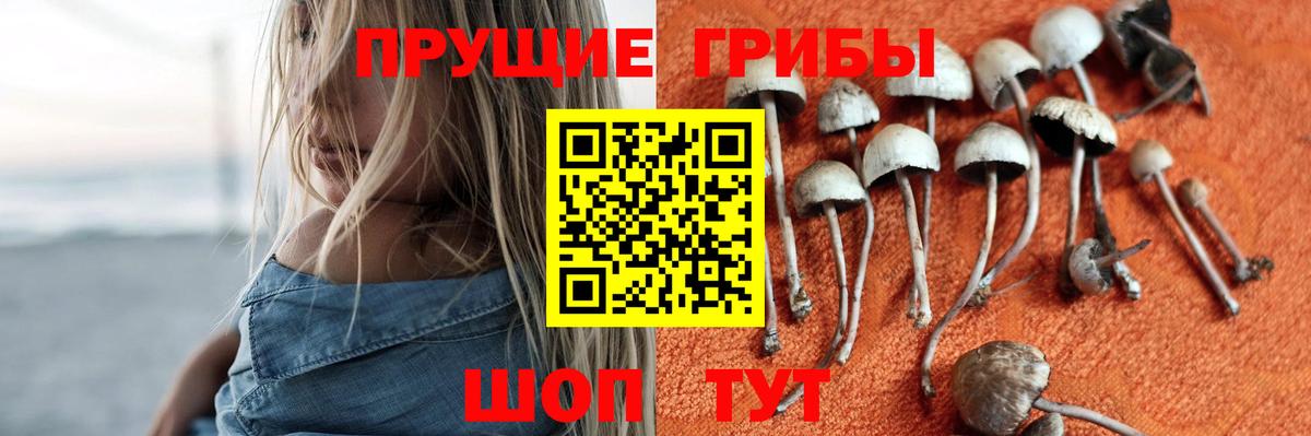 Мичуринск  Галлюциногенные грибы Cubensis  Вход с VPN  Псилоцибиновые грибы Psilocybine cubensis 